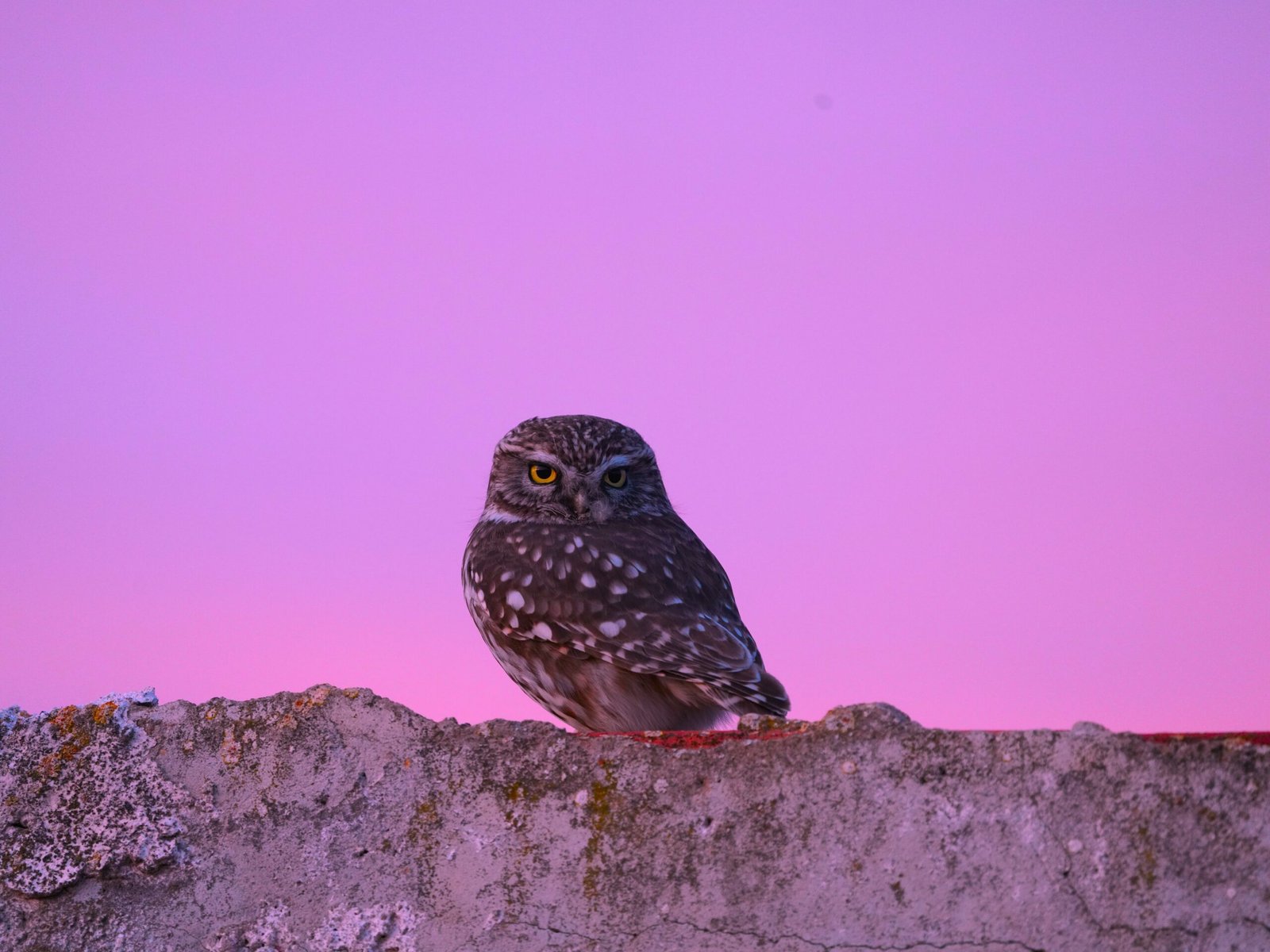 Mochuelo europeo (Athene noctua)