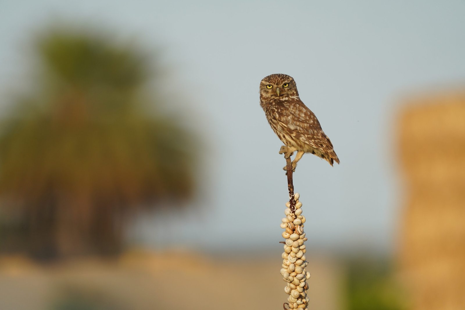Mochuelo europeo (Athene noctua). En la huerta de Catral, Alicante.