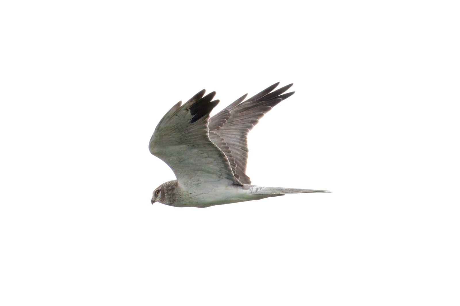 Aguilucho papialbo (Circus macrourus). En los campos del PN del Hondo, Alicante.